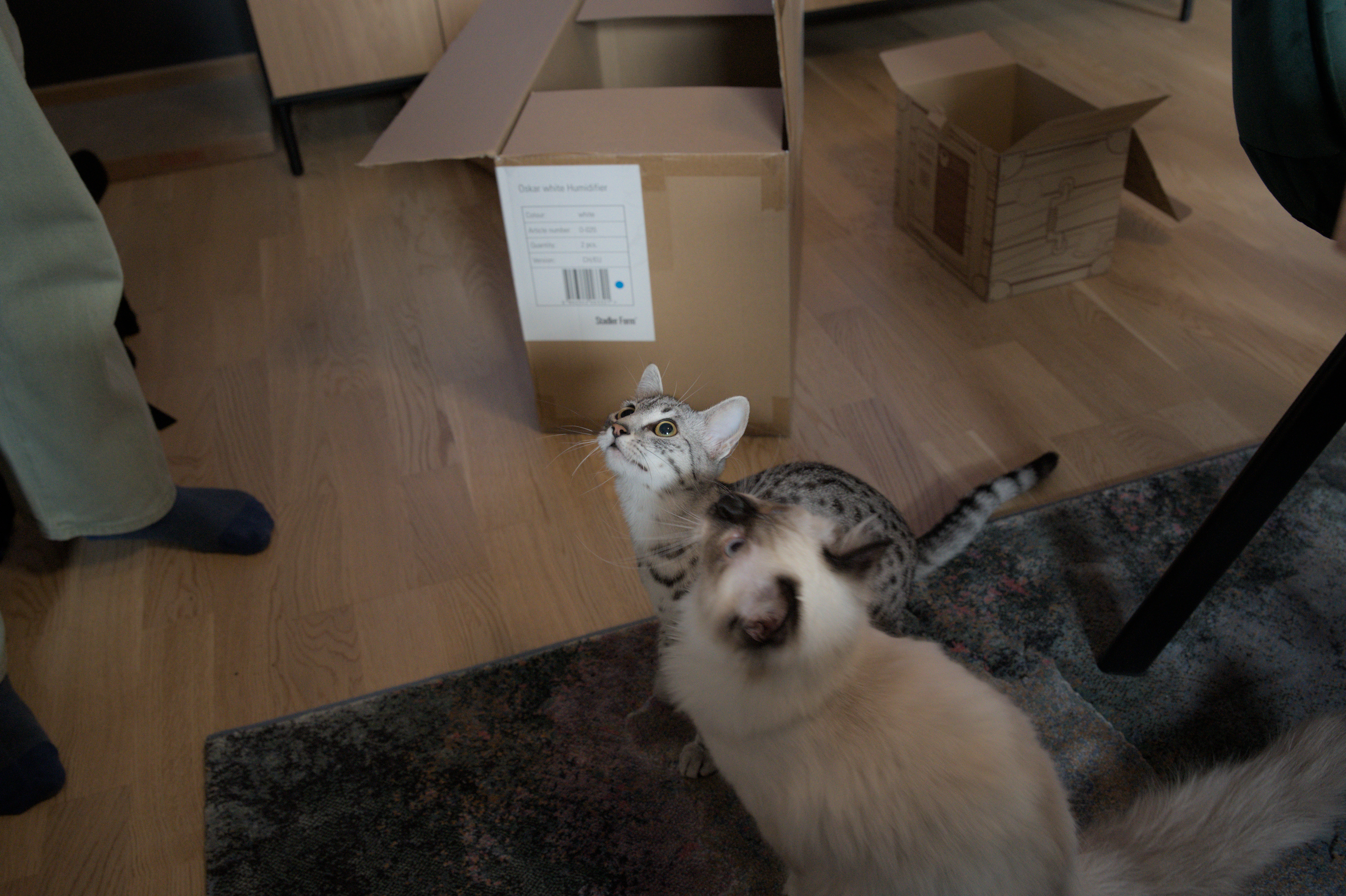 2025/10/12 - cats/DSC_0085.jpg